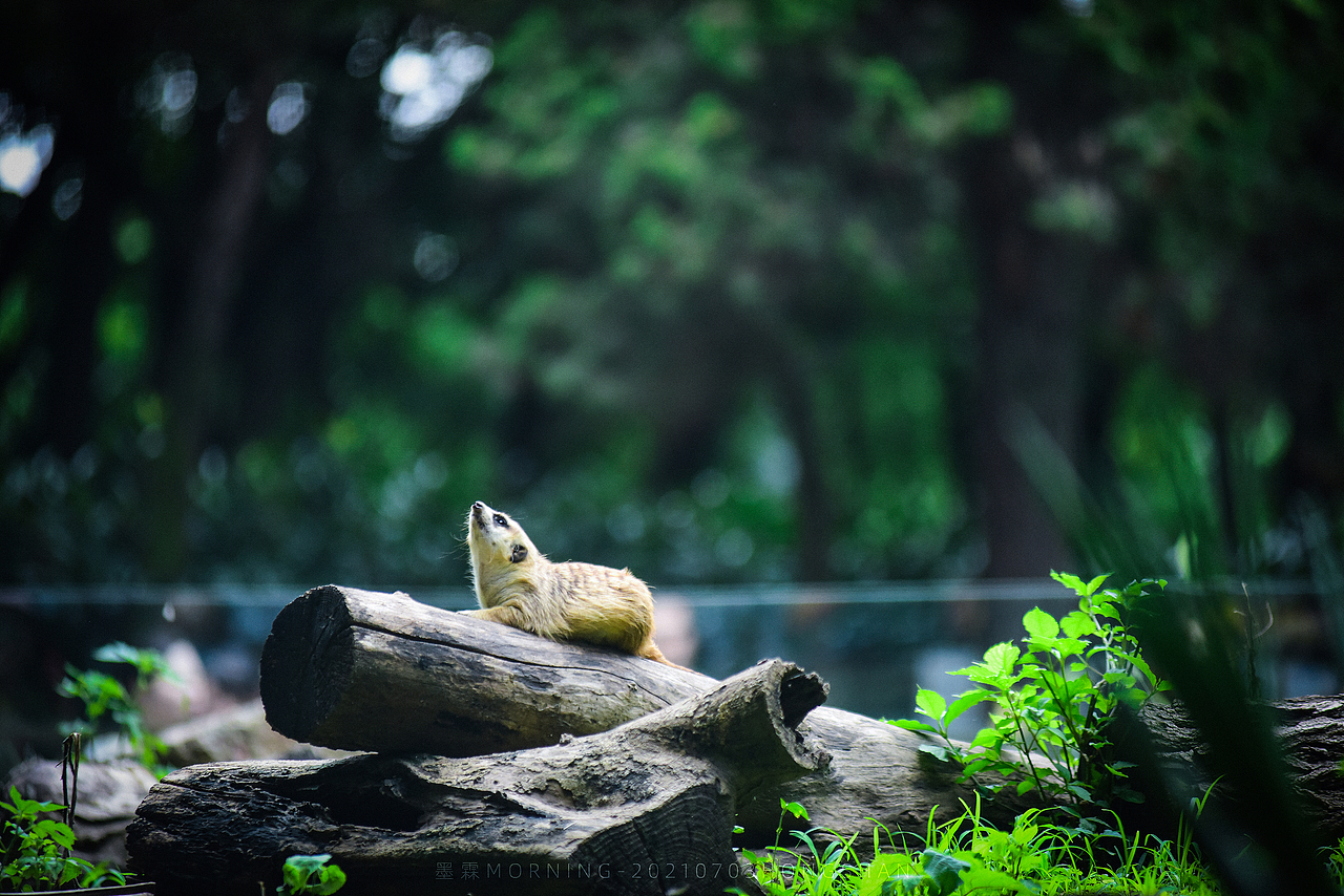 20210703-红山动物园-长焦才是动物园的正确打开方式