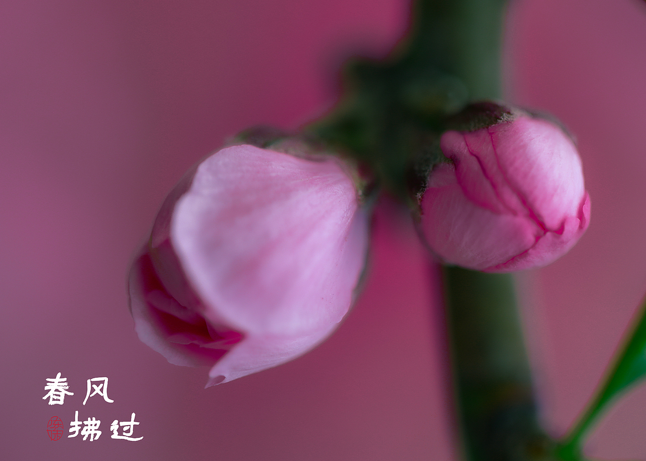 万紫千红一片春（图ZMjk3MDk0ODQw） - 风光摄影 - 站酷设计师木林森15原创素材 - 站酷ZCOOL