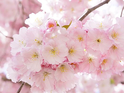 樱花集