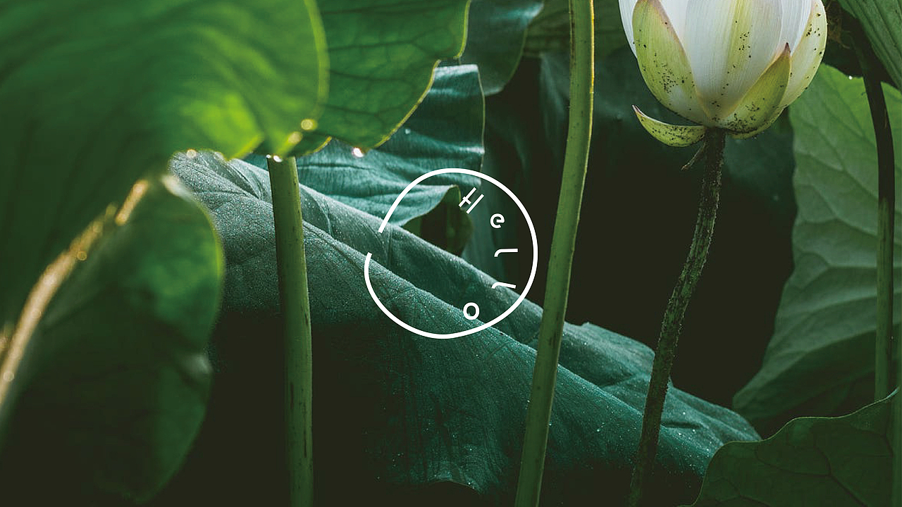 荷露Hello教育 品牌设计