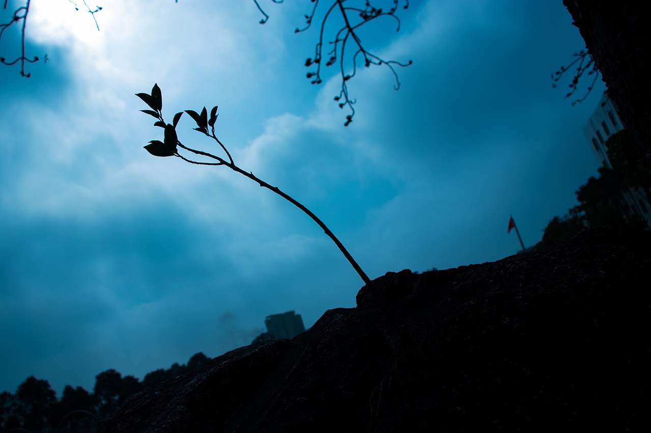 一棵生在石头上的小树,倔强而顽强