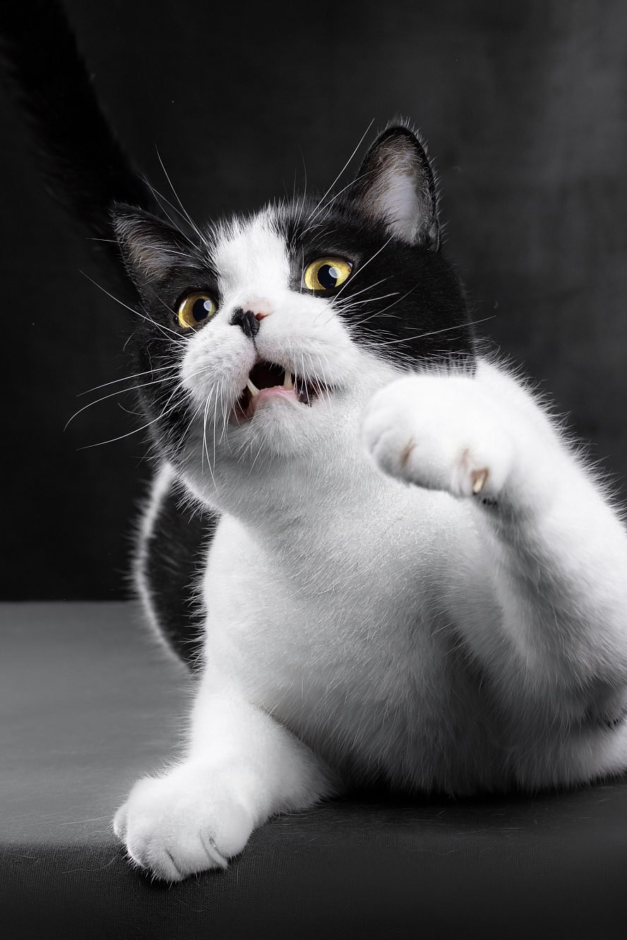 黑白奶牛猫肖像