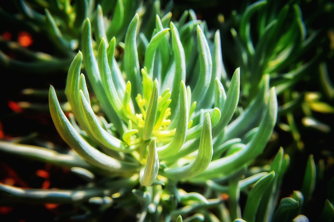 又是一大波多肉袭来