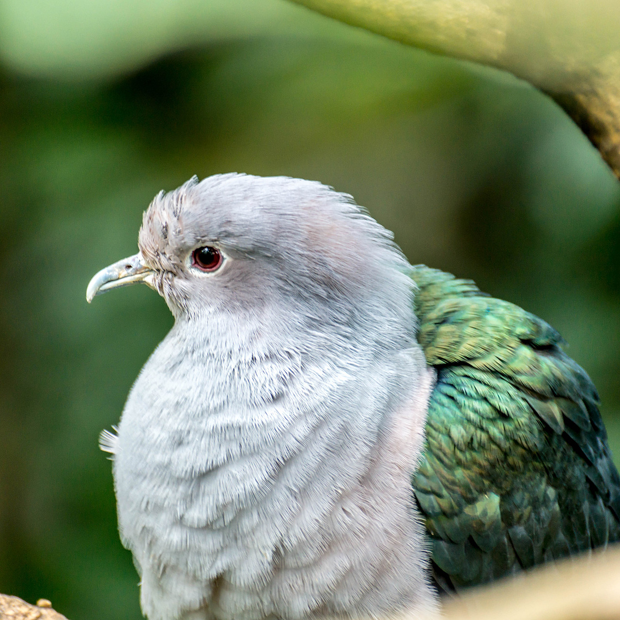 闹市中,有一片动植物的天堂