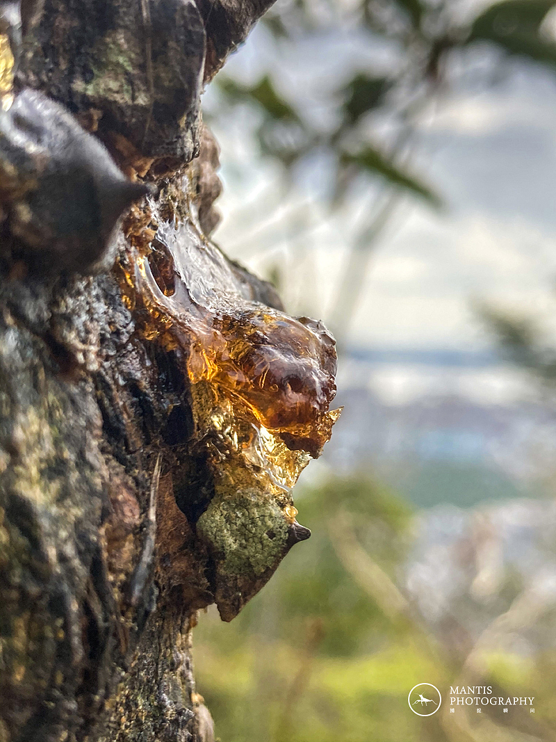 MANTIS 随拍2021（图ZMjgxNjA5Njg4） - 风光摄影 - 站酷设计师aaa62621185原创素材 - 站酷ZCOOL