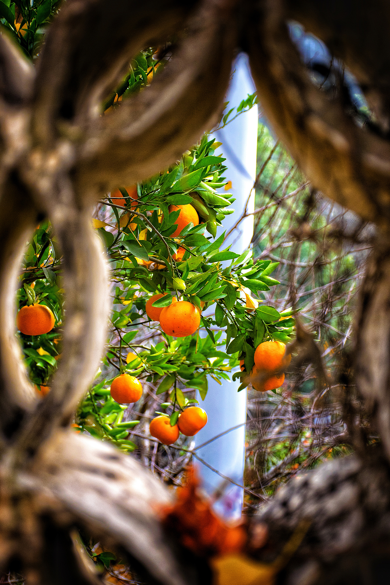 东山银杏（图ZMTM4NzMxNDY0） - 风光摄影 - 站酷设计师心若有夕原创素材 - 站酷ZCOOL