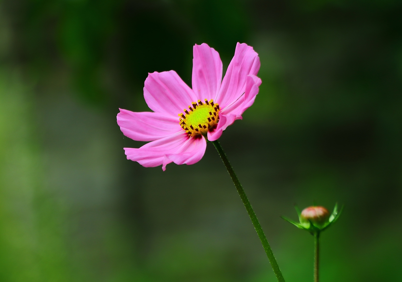 烛光（图ZMjk0NzQ0OTg0） - 时尚/艺术摄影 - 站酷设计师拂光撸影原创素材 - 站酷ZCOOL