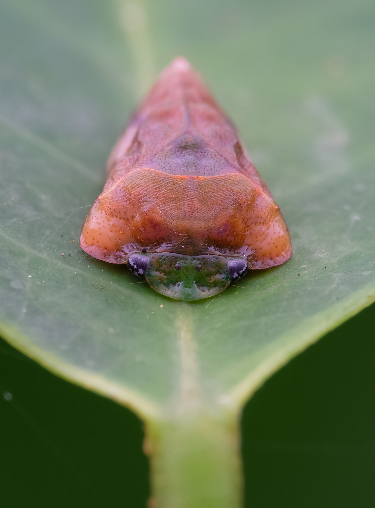 收藏 也蝉 收藏 蜕皮一次等于新生 收藏 收藏 收藏 被真菌控制的蚂蚁