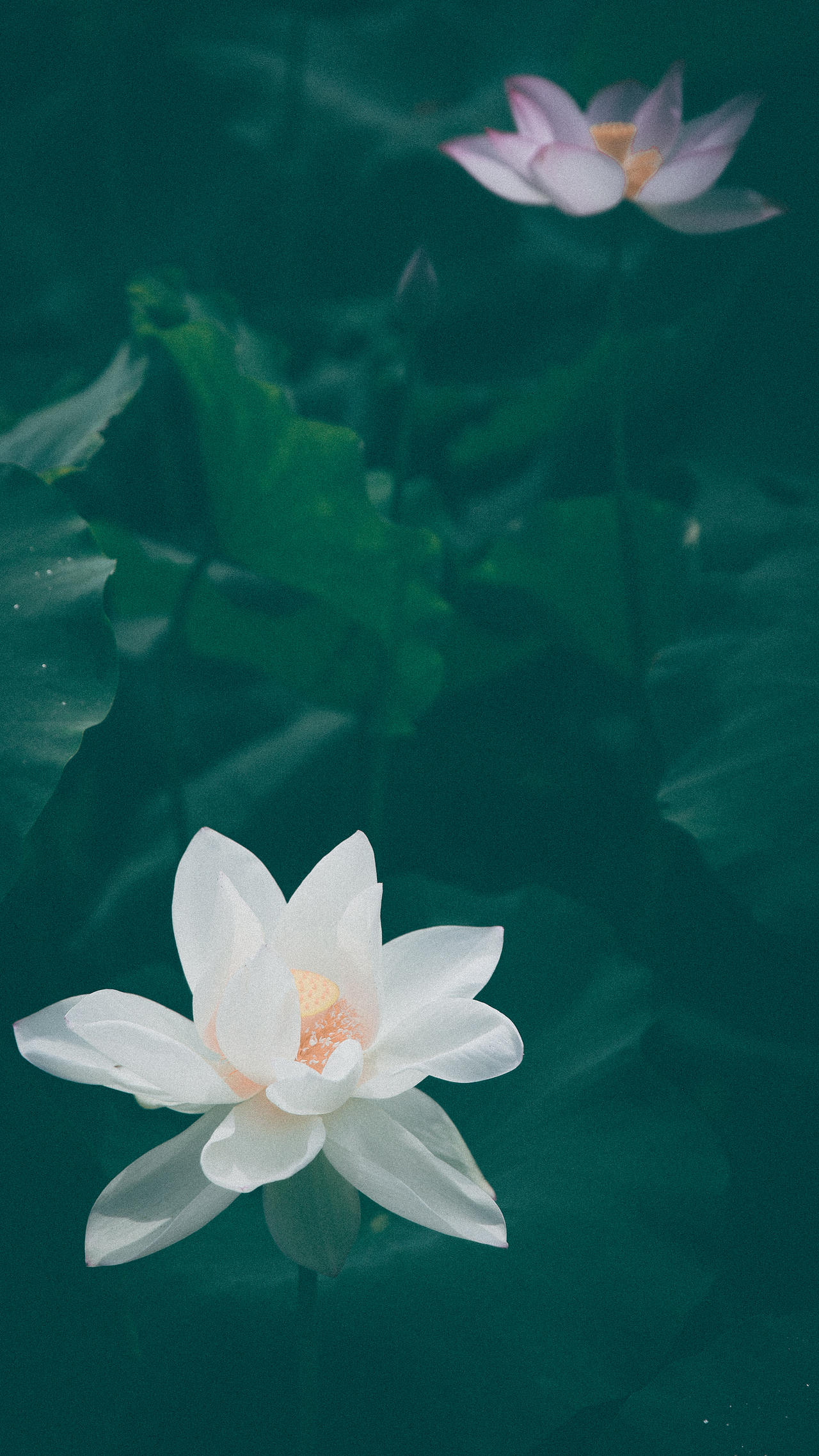 荷花（图ZMjYzODgwMzY0） - 风光摄影 - 站酷设计师南巷时光原创素材 - 站酷ZCOOL