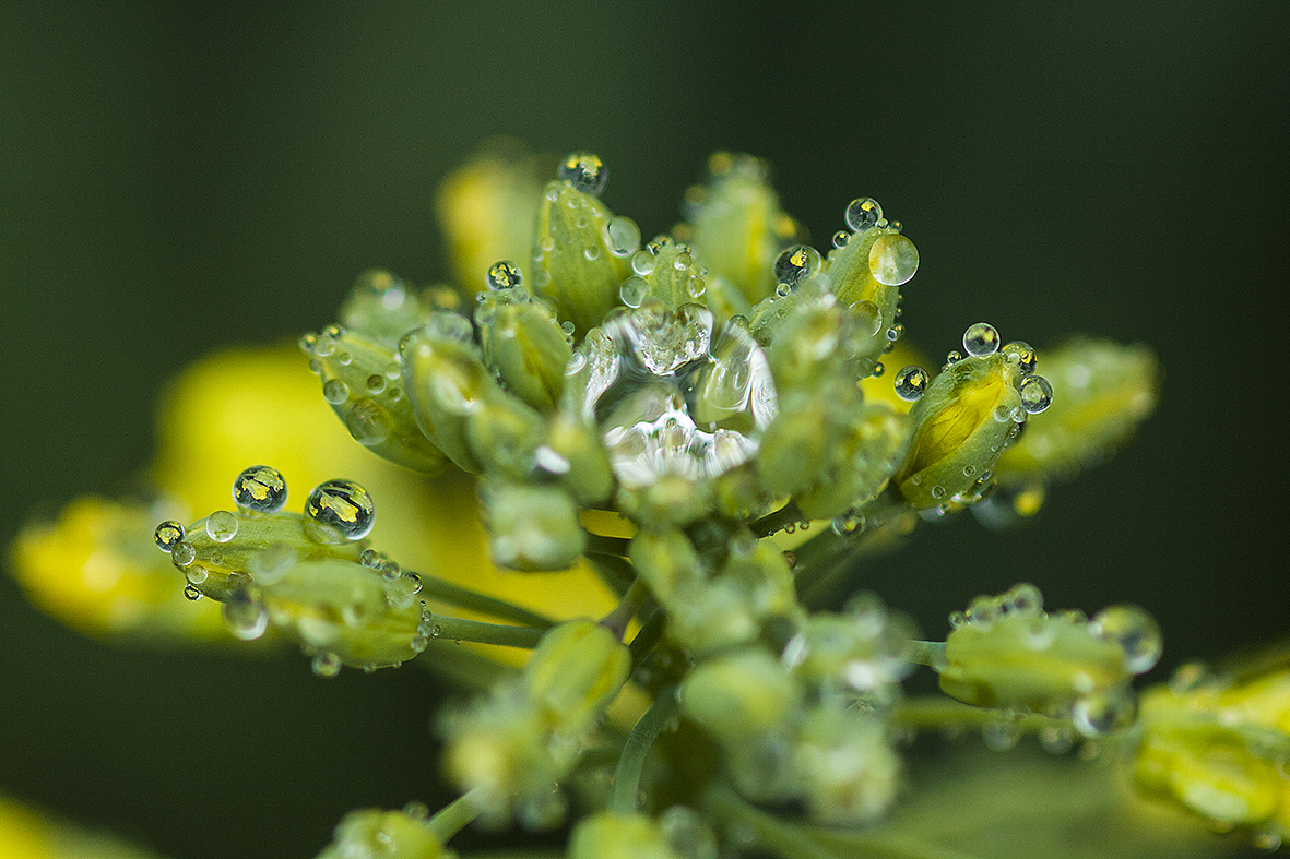 云南-罗平油菜花（图ZMTQxMzE2MzY=） - 风光摄影 - 站酷设计师RyanShao原创素材 - 站酷ZCOOL