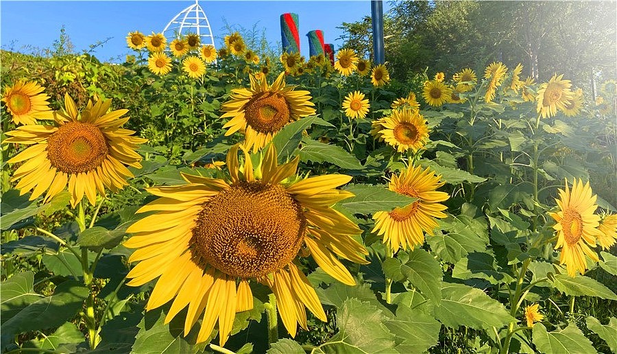 刘勇良手机纪实摄影:朵朵花儿向阳开