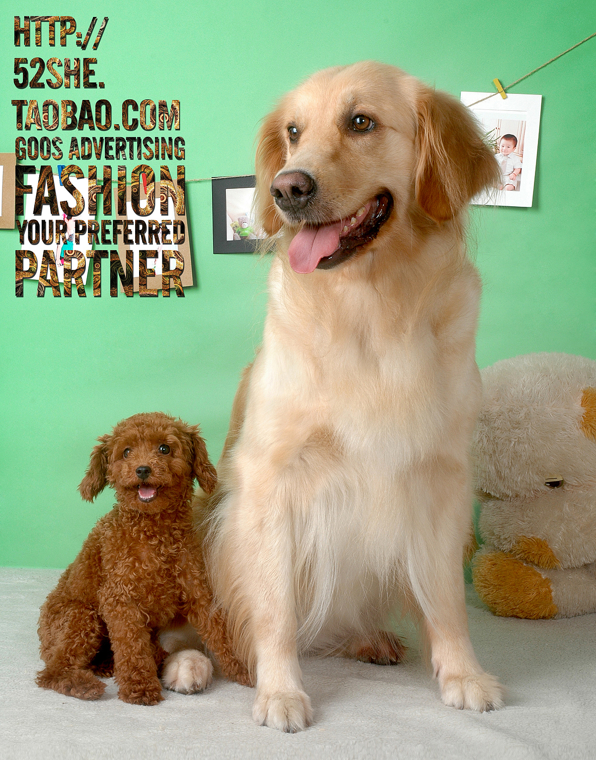 专业宠物摄影 宠物跟拍写真 狗狗猫咪萌照写真 上门拍摄摄影服务（图ZNTIwNzYyOTI=） - 宠物摄影 - 站酷设计师广州古斯广告原创素材 - 站酷ZCOOL