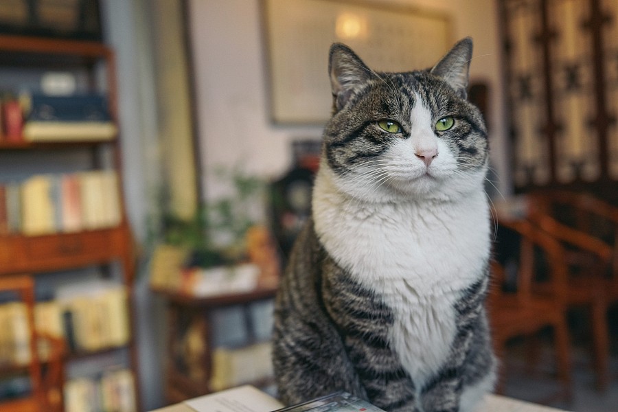 北京"正阳书局"喵老板和他的玩意儿们