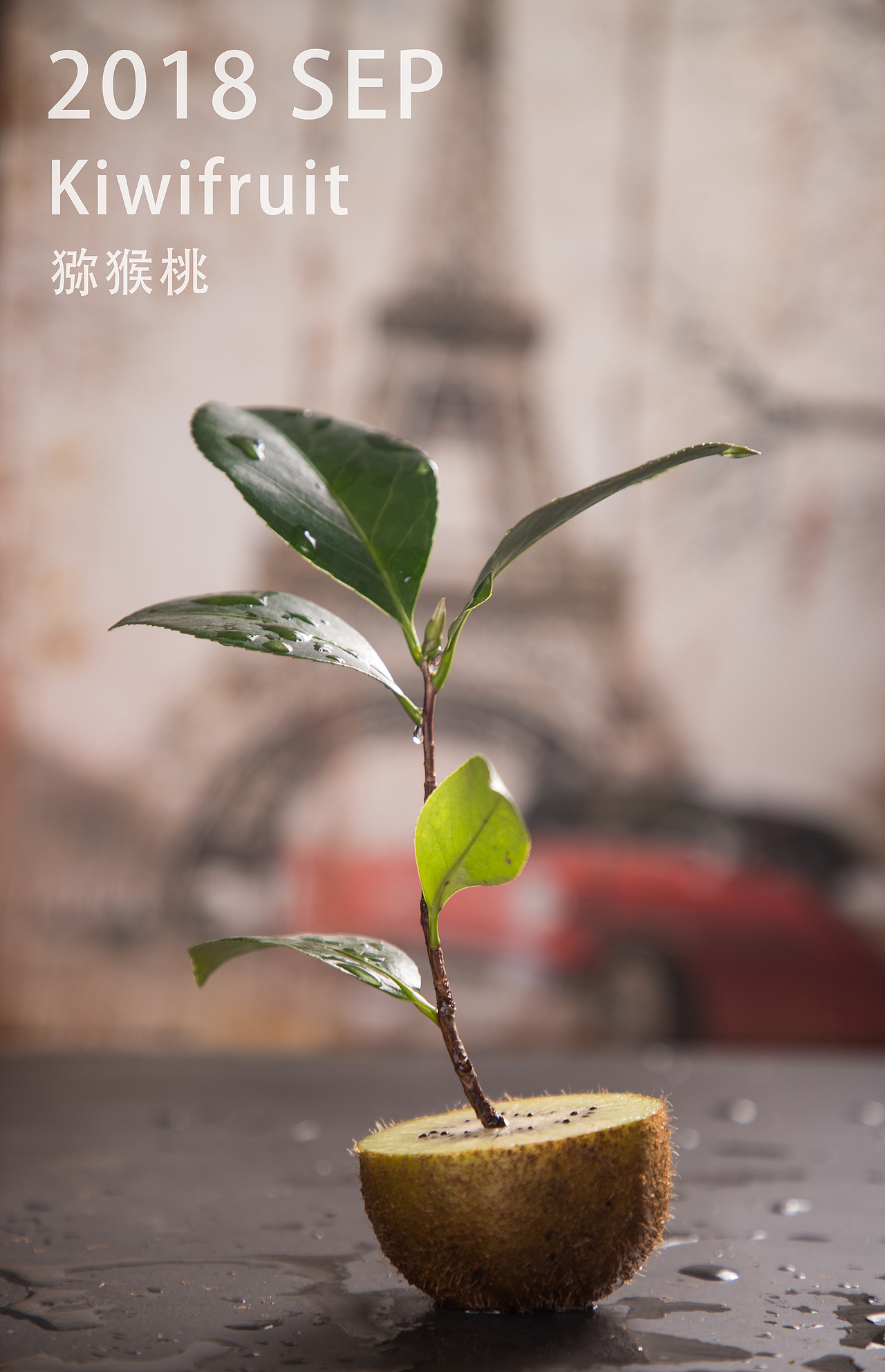 猕猴桃（图ZMTI5NjI5NDI4） - 产品摄影 - 站酷设计师视迹传媒原创素材 - 站酷ZCOOL