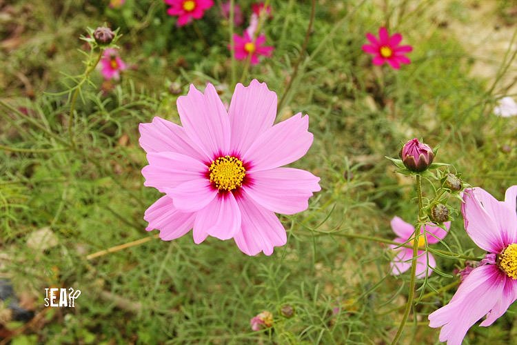 那些年拍过的花儿