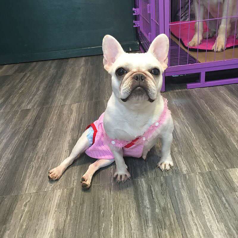 【山猫茶狐の手作】三只可爱的法斗~（图ZNjE0Njc5OTY=） - 其他手工艺 - 站酷设计师阿拉布布原创素材 - 站酷ZCOOL