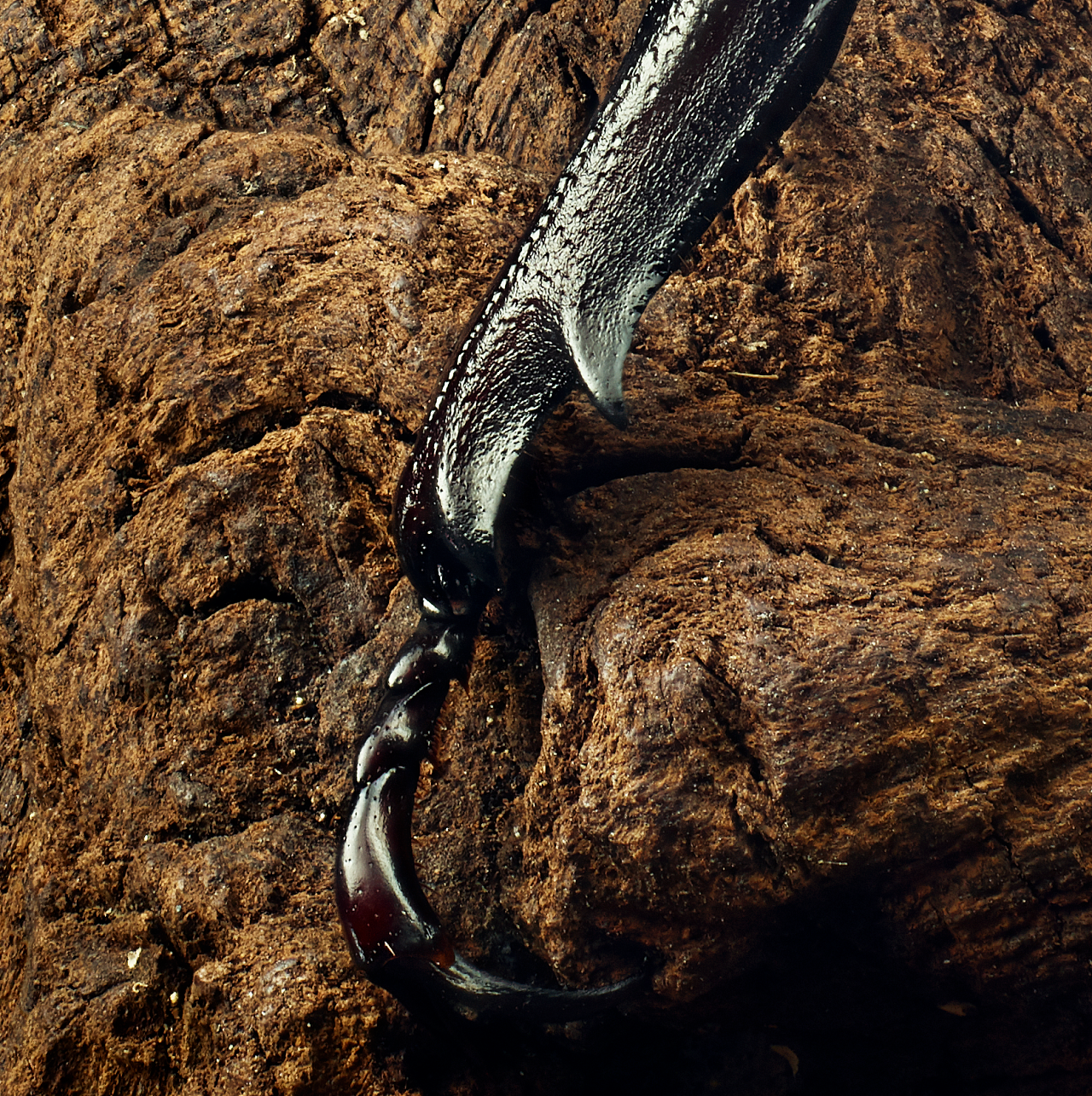 双叉犀金龟(独角仙)活体雄性