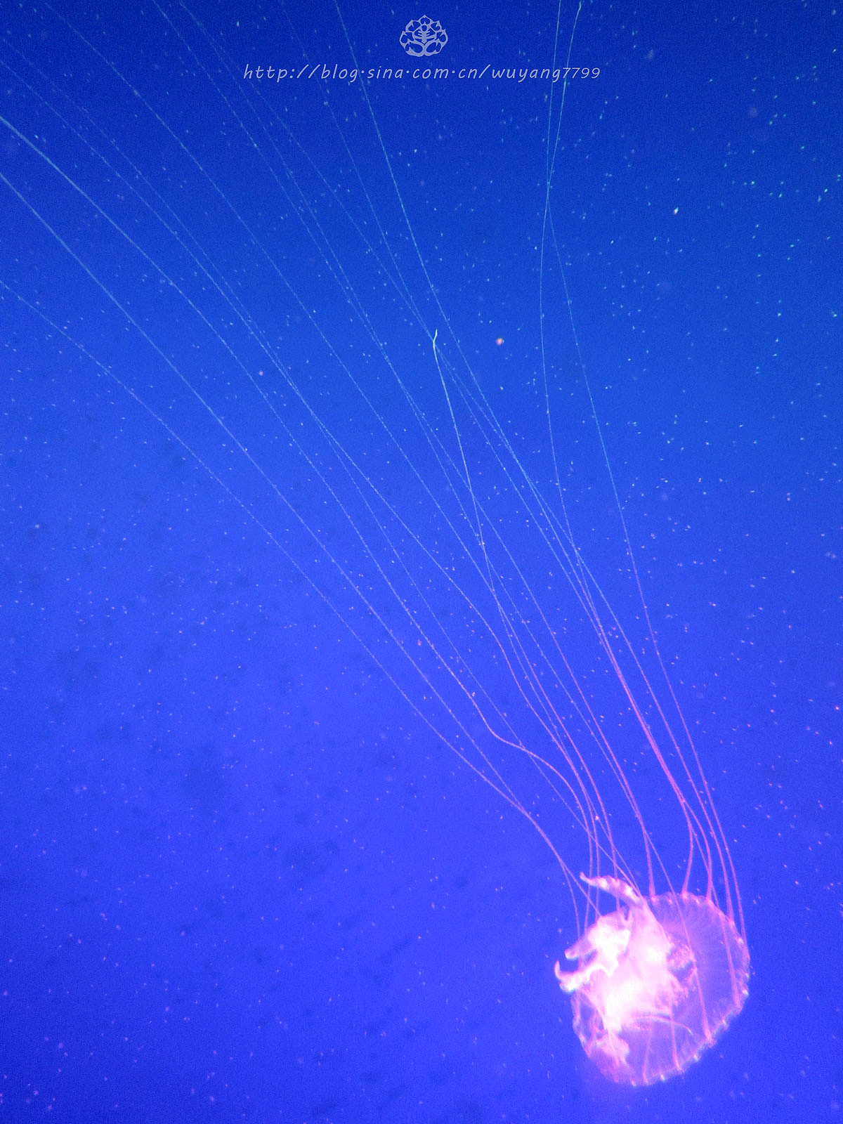 怎么可以这么美——天使还是幽灵