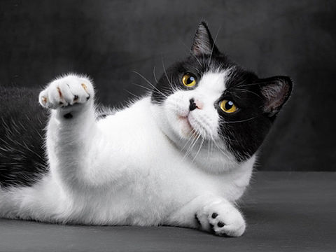 黑白奶牛猫肖像