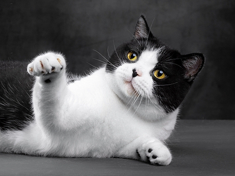 雪鞋猫_素材网站_图片免费下载-zcool站酷