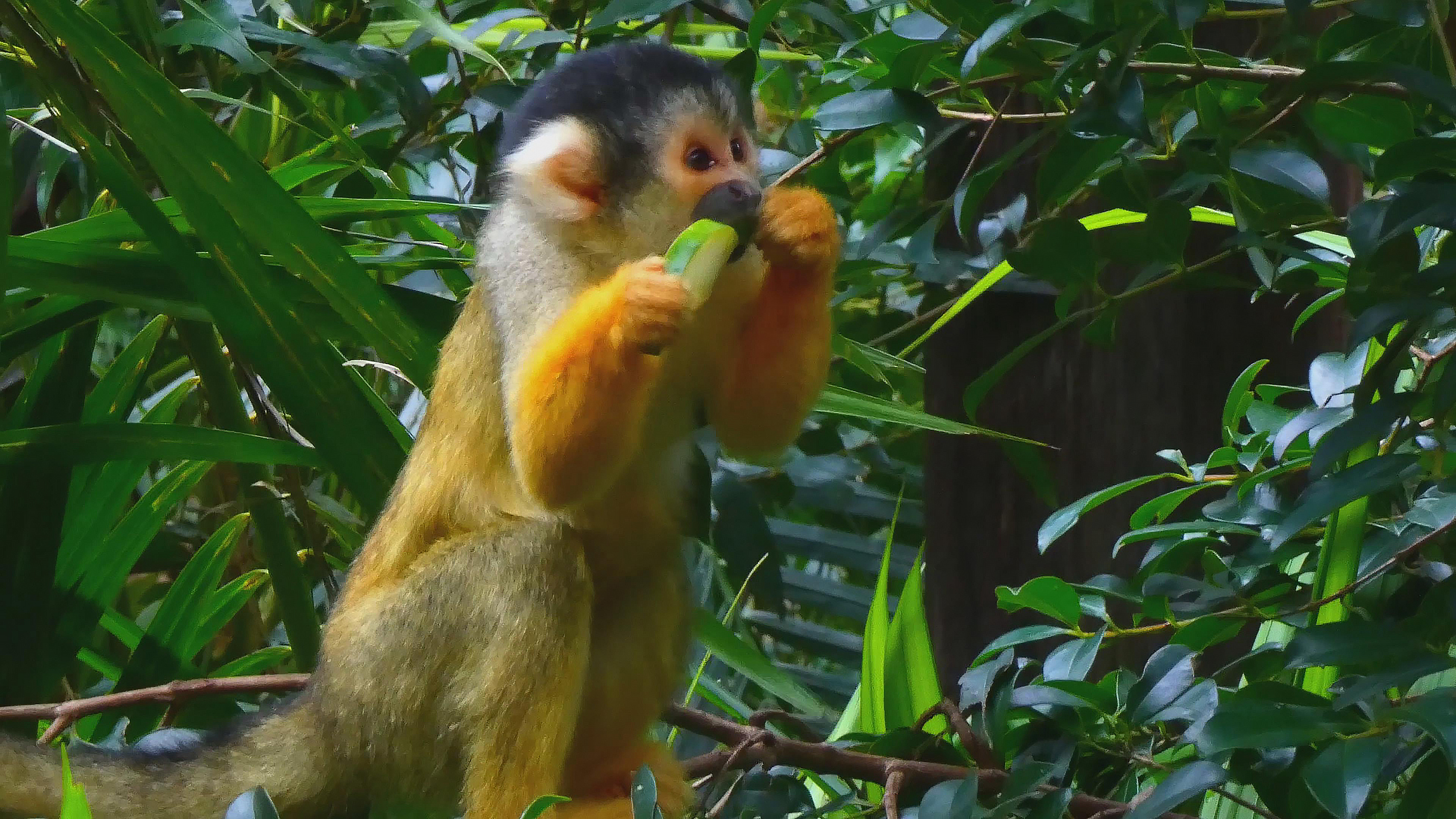 一只可爱的金黄色毛猴子吃瓜