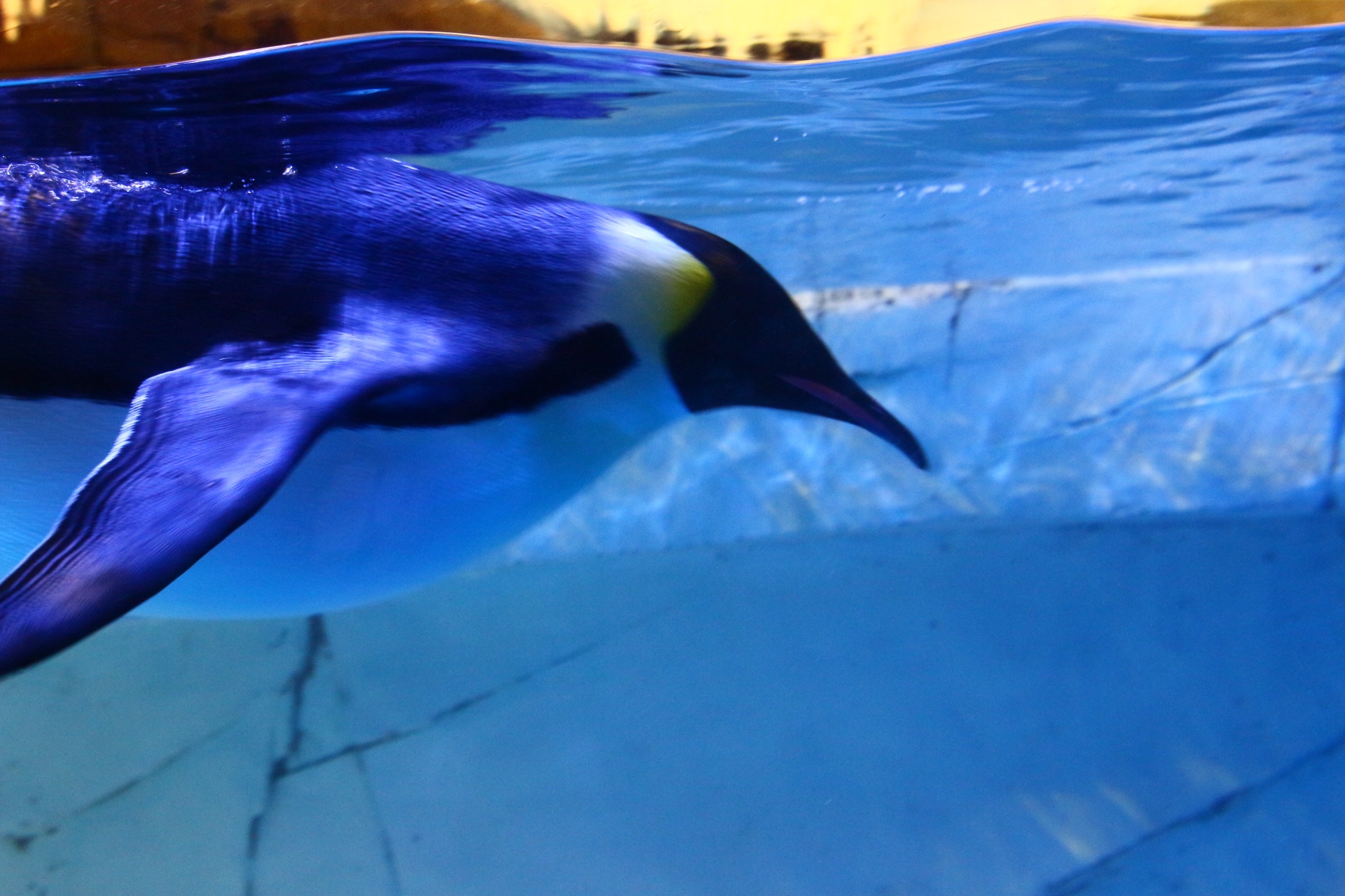 海洋馆——企鹅篇