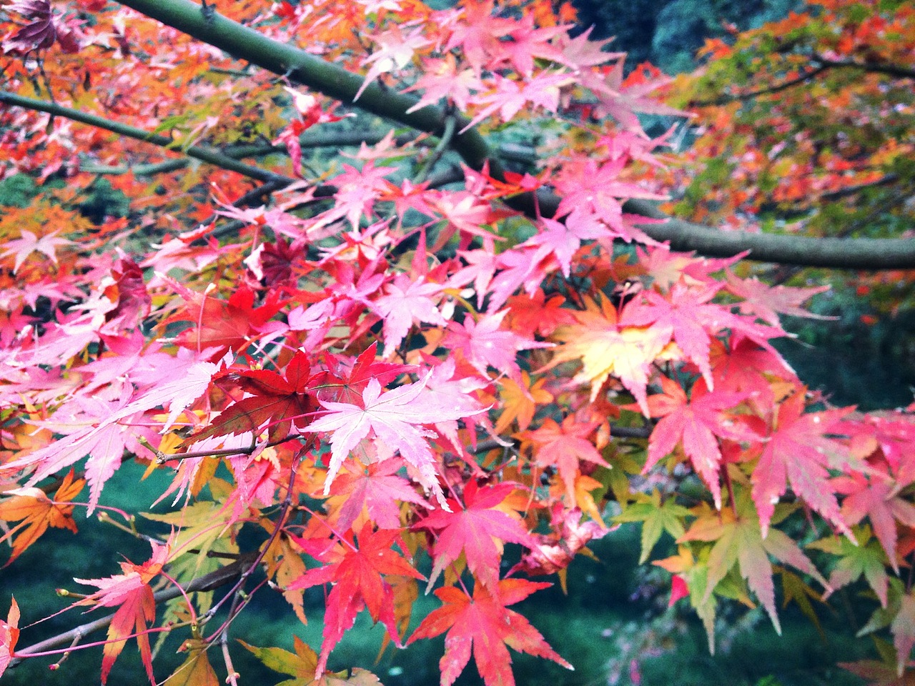 九溪-释放心情的旅途 手机拍摄