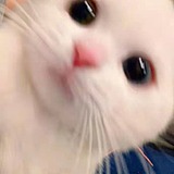 快乐蛙呀的头像
