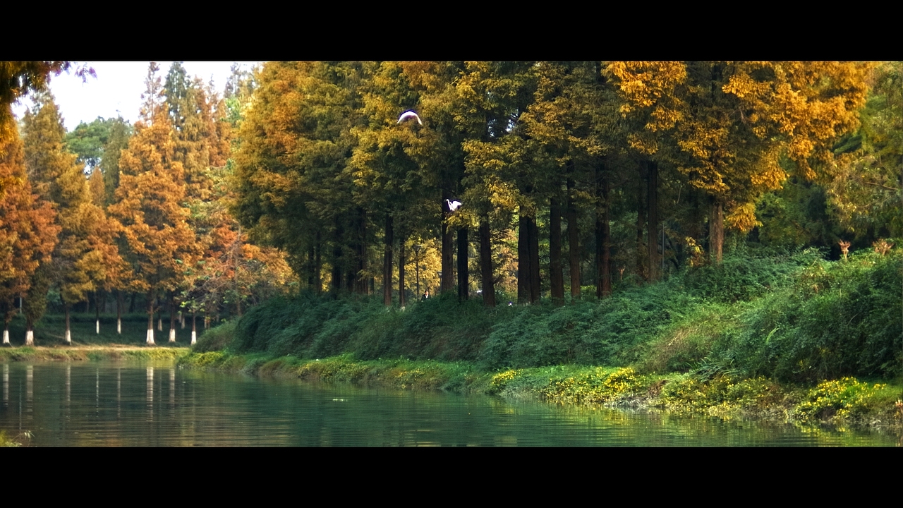 市区的森林（图ZMzU1NTMzNjg0） - 环境/建筑摄影 - 站酷设计师阿政原创素材 - 站酷ZCOOL