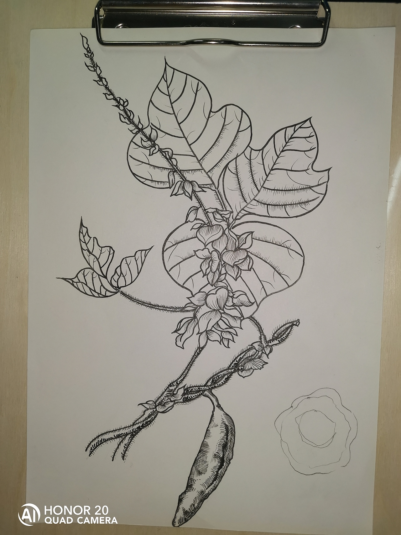 中草药纯手绘板绘葛根