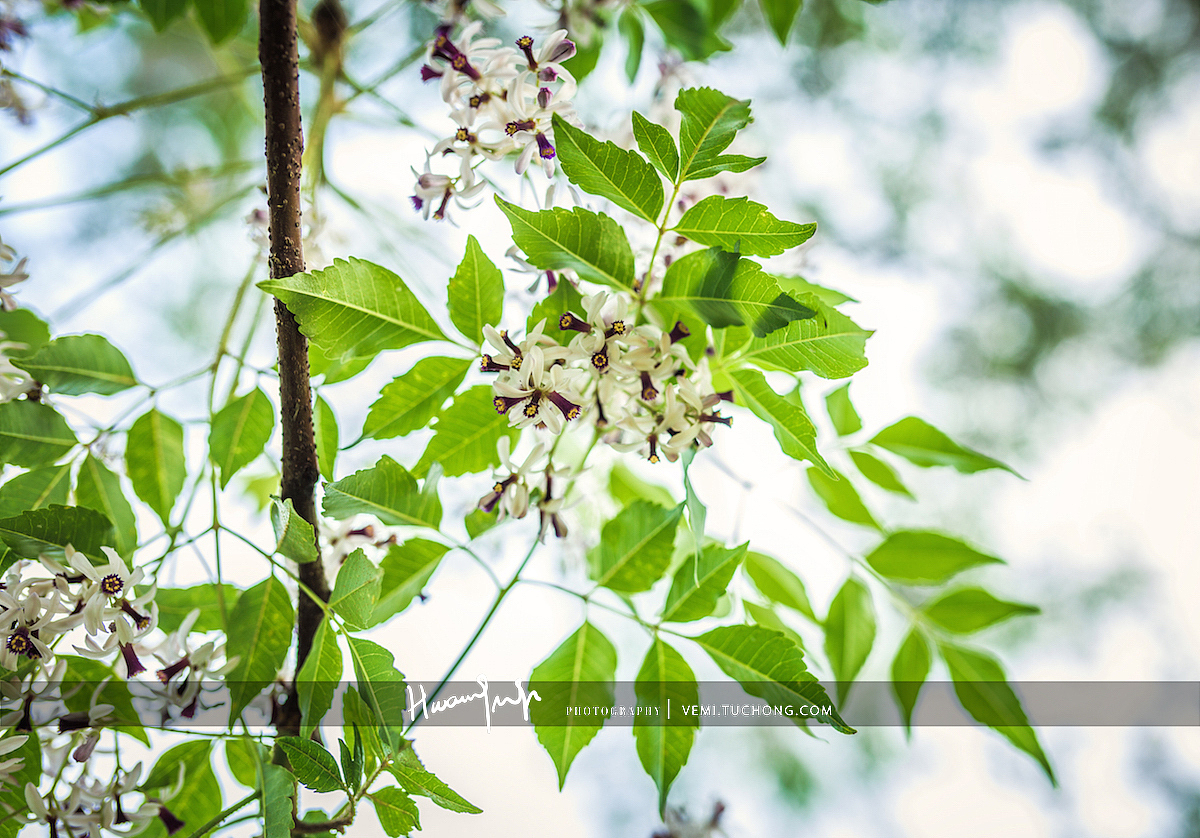 学校的花花草草