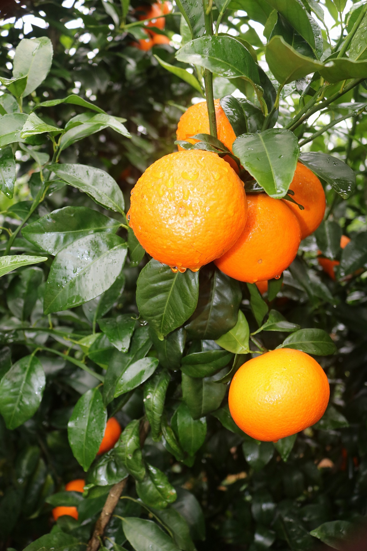 武鸣沃柑 老男人果品