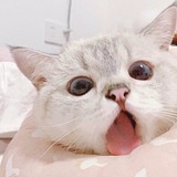 夏沃的头像
