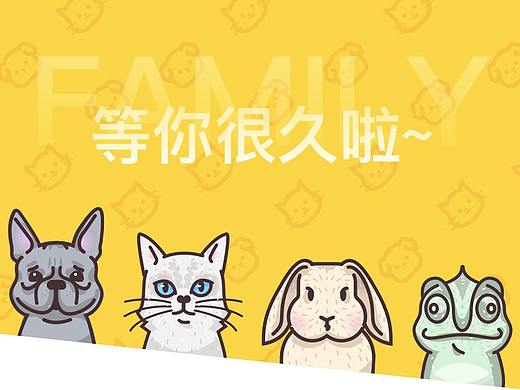 宠物领养项目总结六