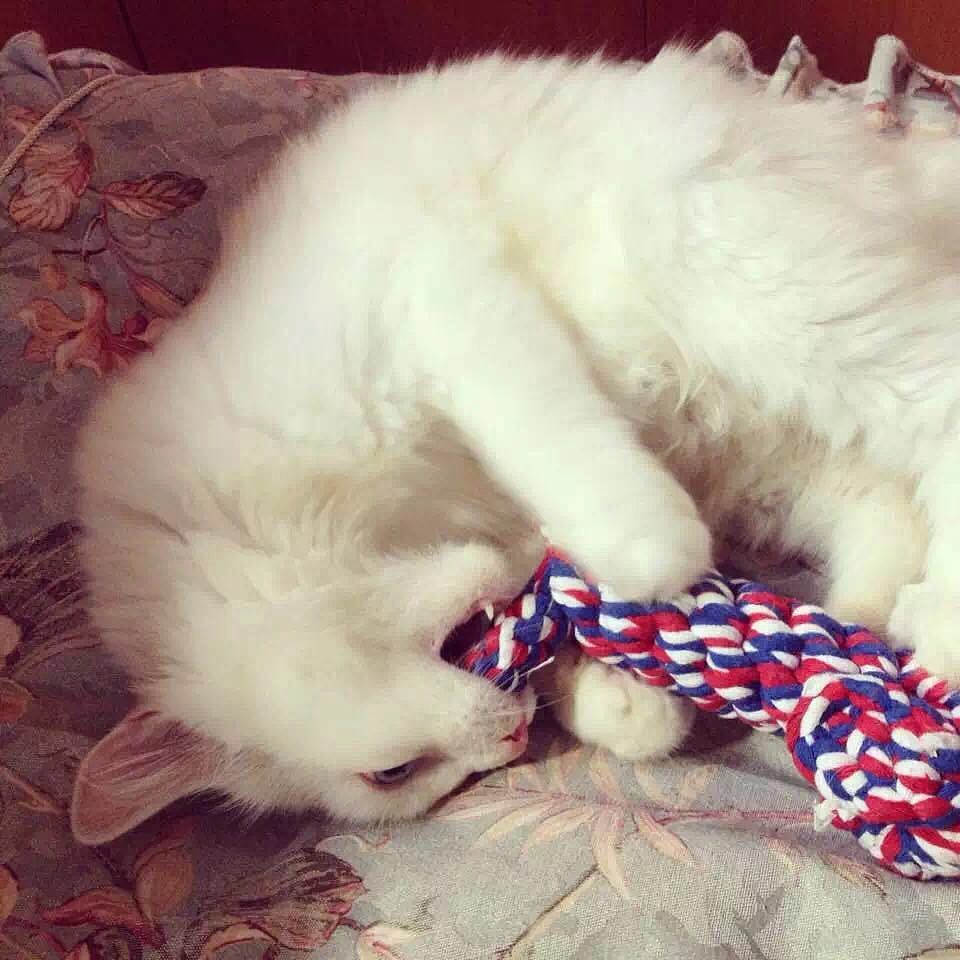 【正经猫片】我从你的全世界路过