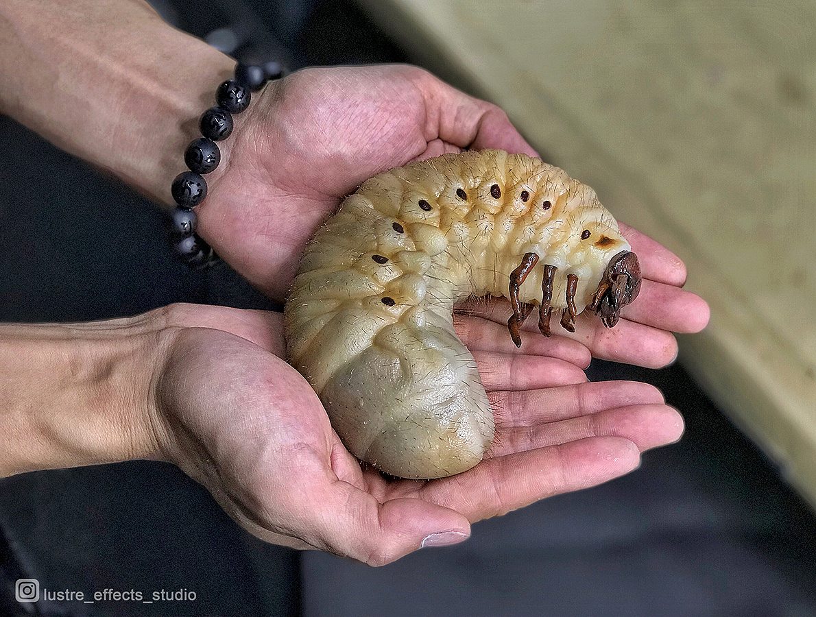 制造仿真生物(图ZMjA1NzIzNjQw) - 其他手工艺 - 站酷设计师光澤作用工作室原创素材 - 站酷ZCOOL