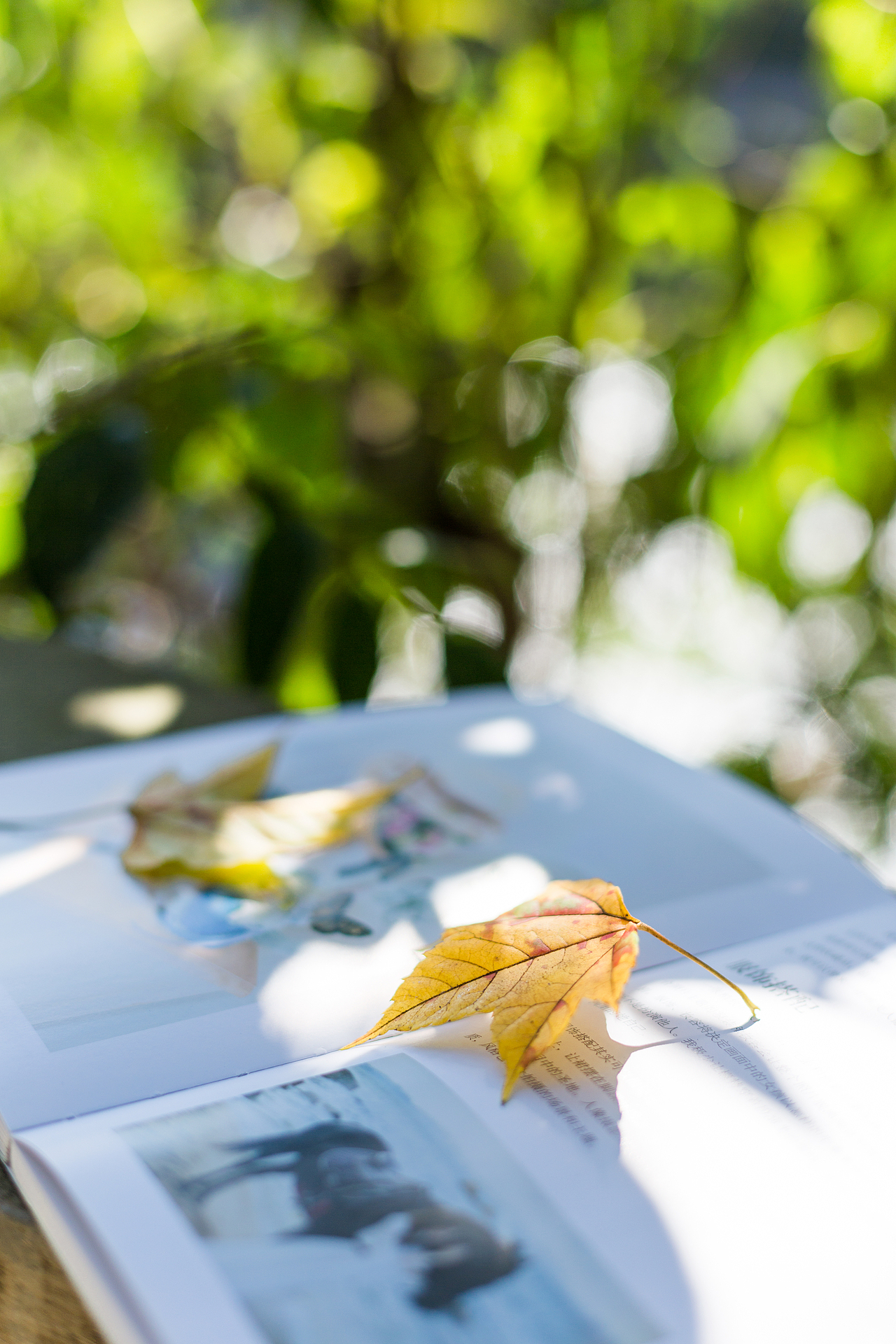 周六 晴（图ZMTM0MjY3MDM2） - 产品摄影 - 站酷设计师十月Me原创素材 - 站酷ZCOOL