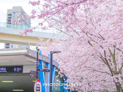 樱花的季节（个人主页-ZNjQ2NzUxNDQ=） - 风光摄影 - 站酷设计师11ELEVEN原创素材 - 站酷ZCOOL