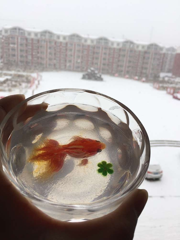连年有鱼2016（图ZNDE5OTEyODg=） - 工艺品设计 - 站酷设计师6律动7原创素材 - 站酷ZCOOL