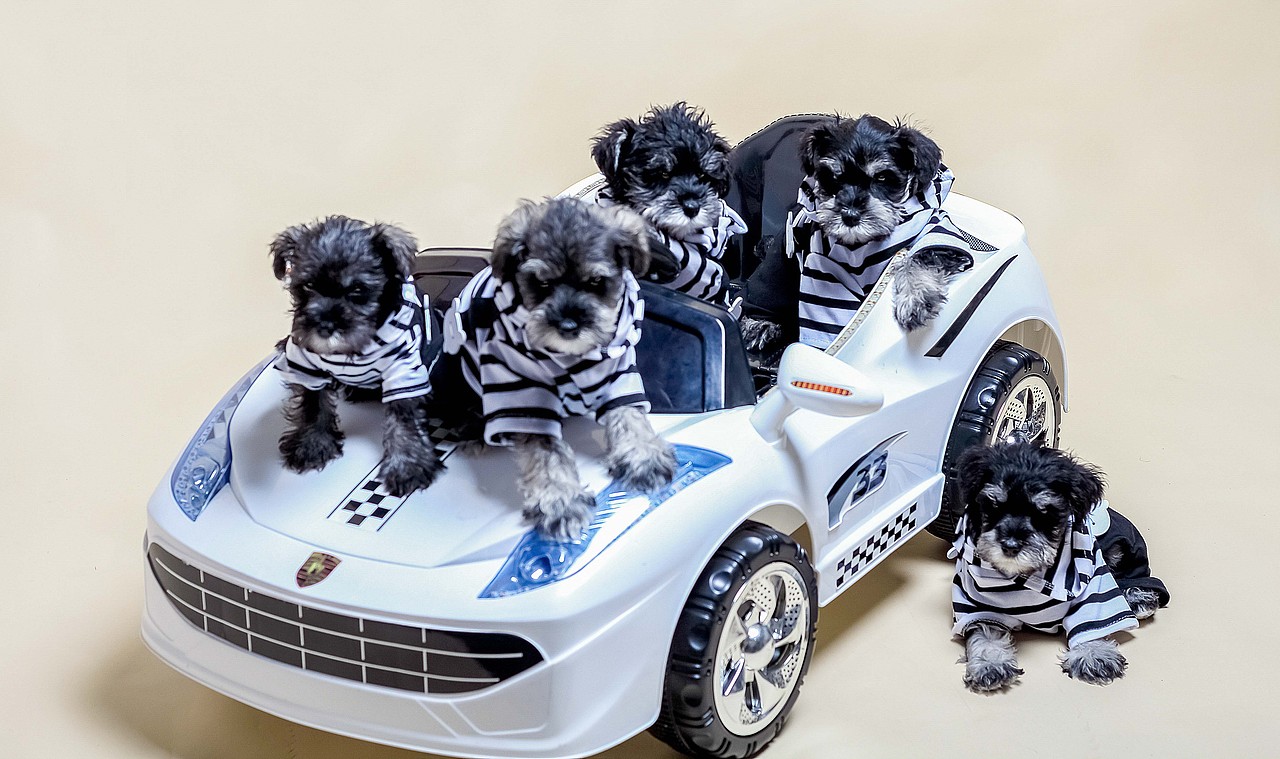 苏州哮天犬宠物摄影（图ZNjkxMzk4Njg=） - 宠物摄影 - 站酷设计师ray正文原创素材 - 站酷ZCOOL