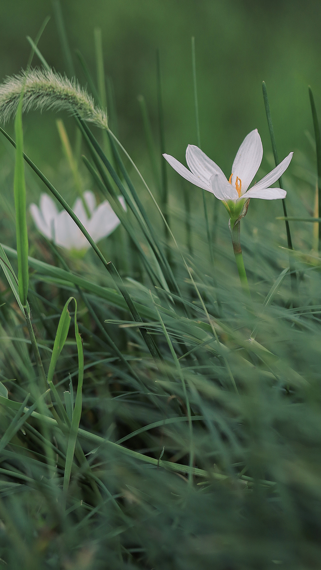 #生活小记#仲夏时节 万物丰茂。