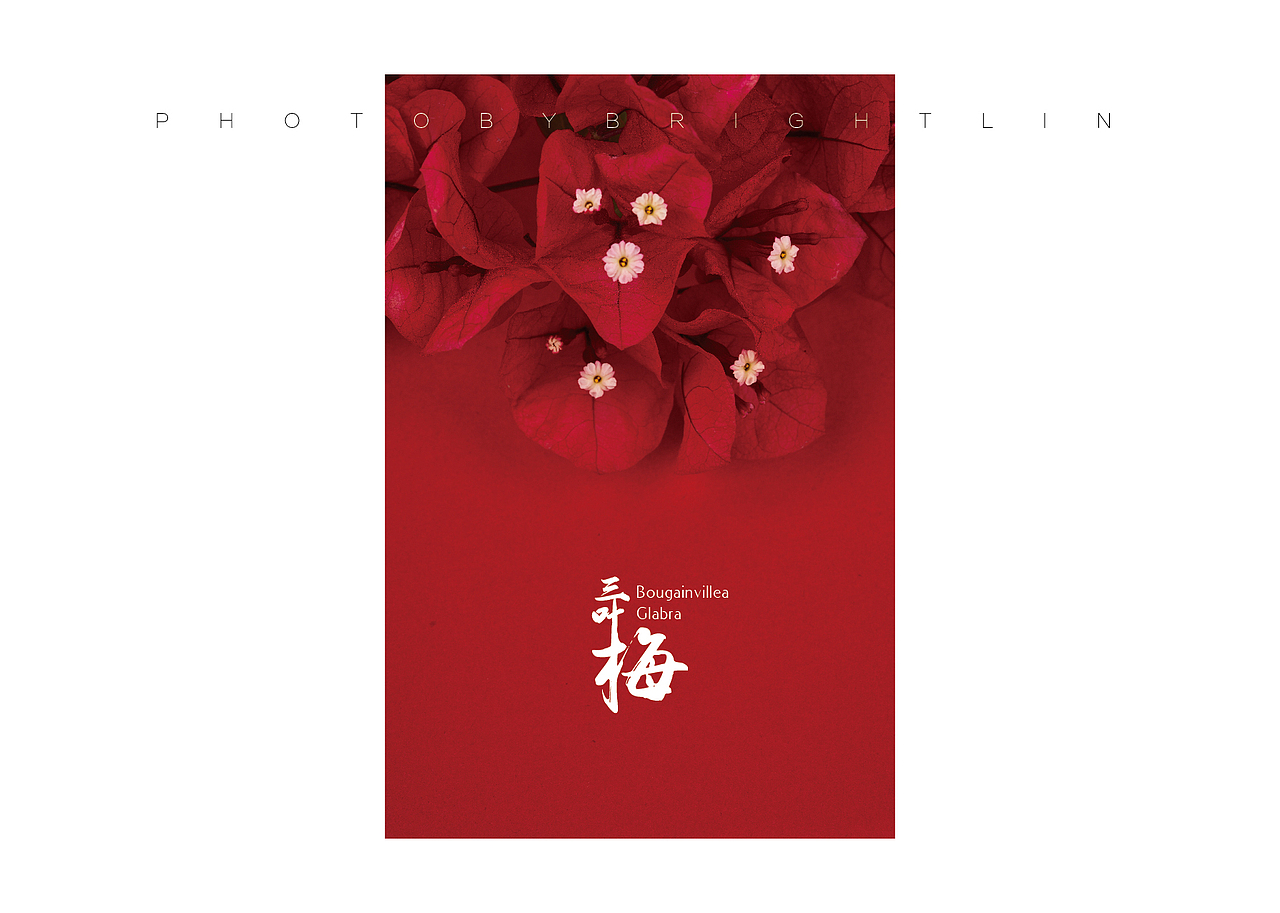 微观世界的大胆想象——三叶梅