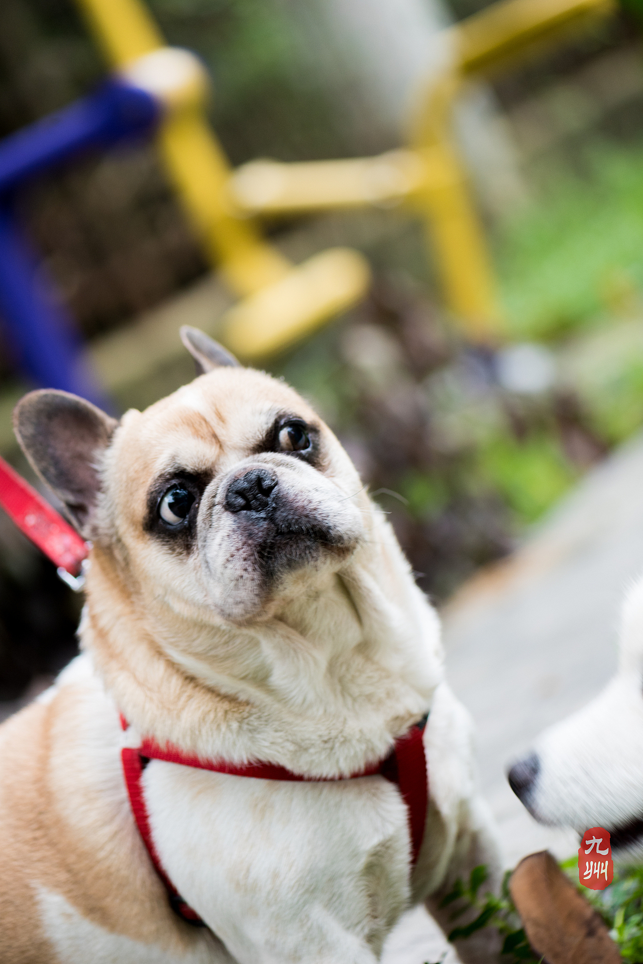 高冷牛头 钛合金眼