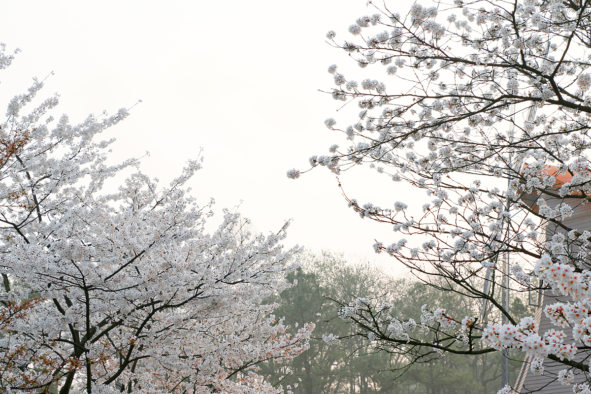 太子湾樱花盛开