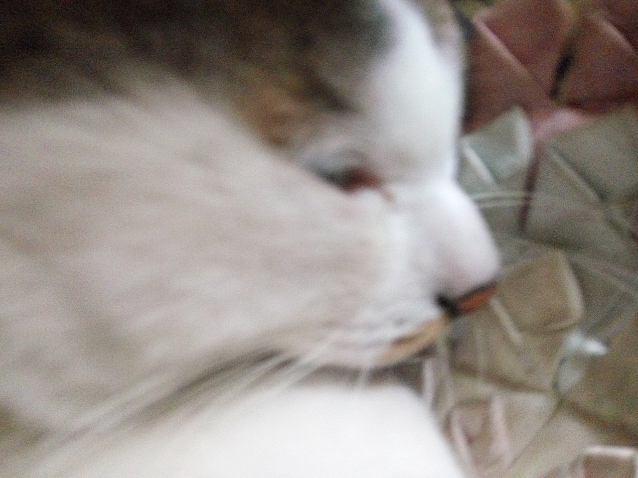 拍猫集03（图ZMTM3MDkwNTQ4） - 宠物摄影 - 站酷设计师嘟嘟2019原创素材 - 站酷ZCOOL