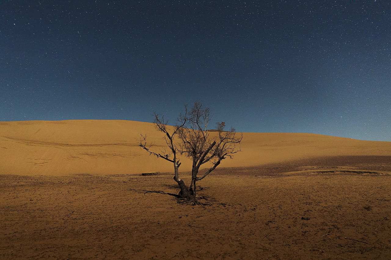 等待重生 沙漠中一颗孤独的树,等待甘露拯救