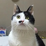 名叫布丁的奶牛猫的头像