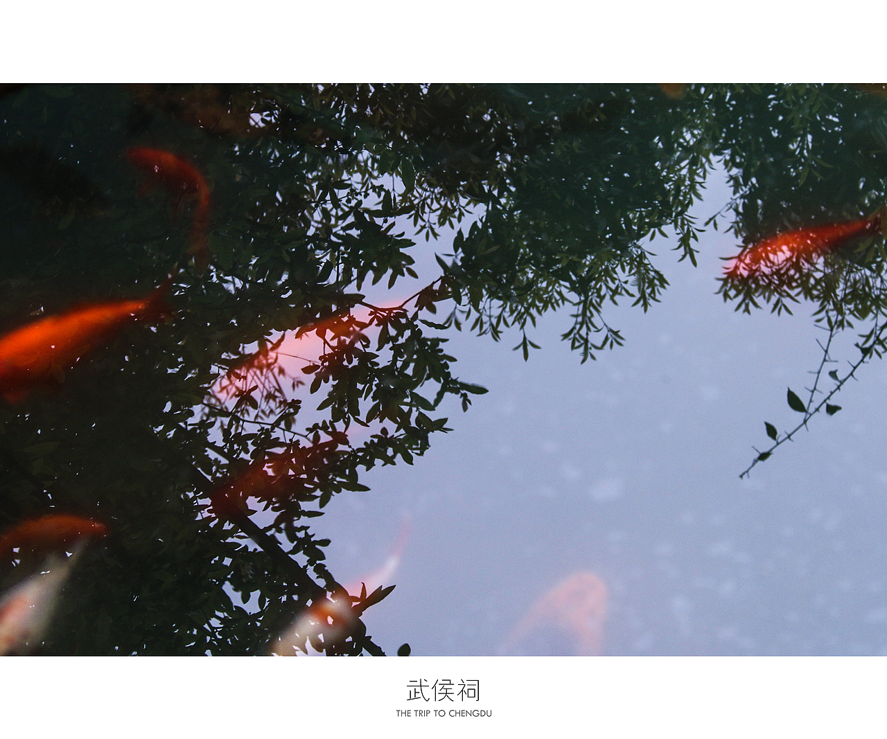蓉城成都（图ZNDU0OTc5NDg=） - 风光摄影 - 站酷设计师十一月的疯子原创素材 - 站酷ZCOOL