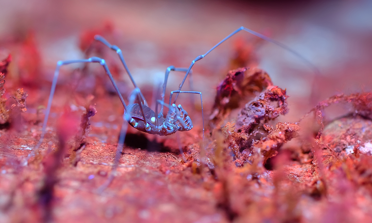 荧光紫外生态微距摄影-瓜哥带你寻找不一样的色彩（图ZMjI4MTEyMDEy） - 风光摄影 - 站酷设计师瓜哥微距摄影原创素材 - 站酷ZCOOL