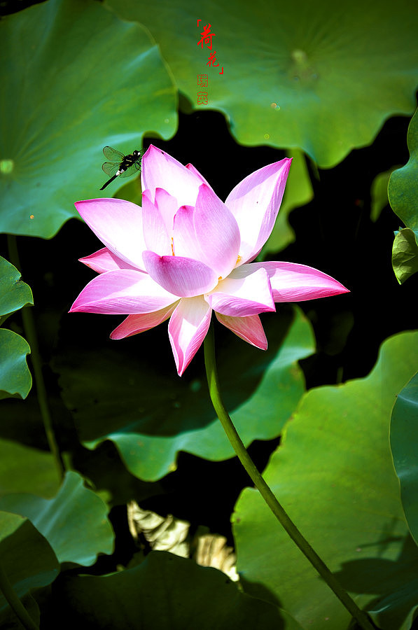 丰庆公园的荷花_西安